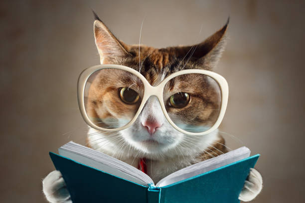 cat in glasses holding a turquoise book and strictly looks into the camera. concept of education - book cat imagens e fotografias de stock