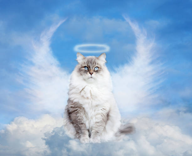 Pictures angel cat 10 Things