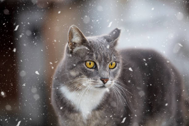 katt i snö på vintern, utomhus under snöfall. - cat snow bildbanksfoton och bilder