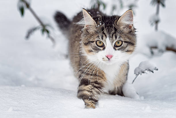 cat in snow - cat snow bildbanksfoton och bilder