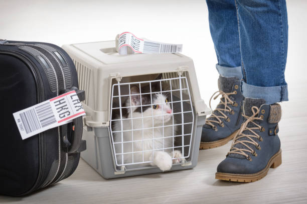 Cat in the airline cargo pet carrier stock photo