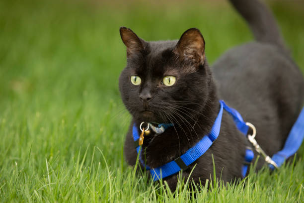 Cat in the Grass on a Leash A black cat on a leash standing in green grass. animal harness stock pictures, royalty-free photos & images