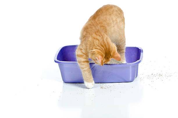 Cat In the Litter Box stock photo