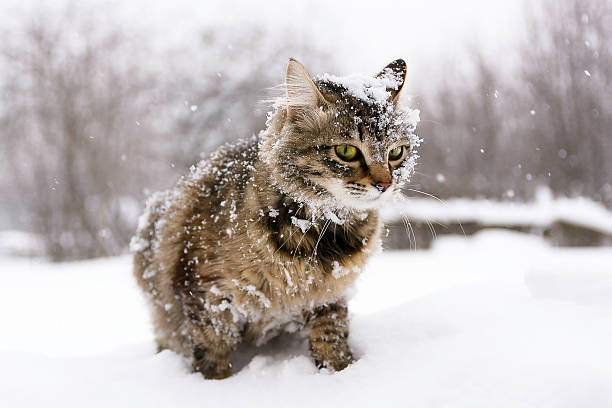 cat in the snow - cat snow bildbanksfoton och bilder