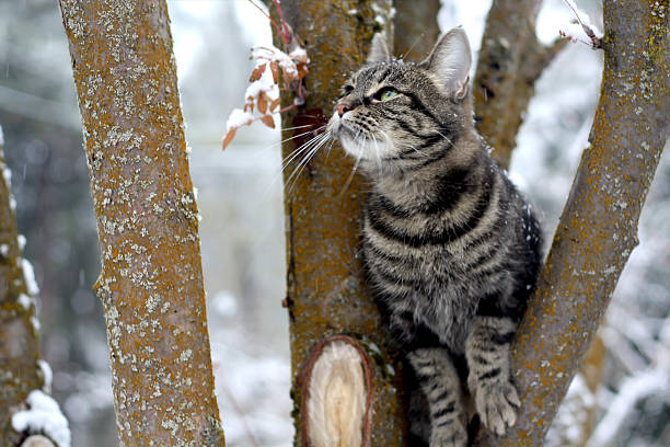cat in tree - cat snow bildbanksfoton och bilder