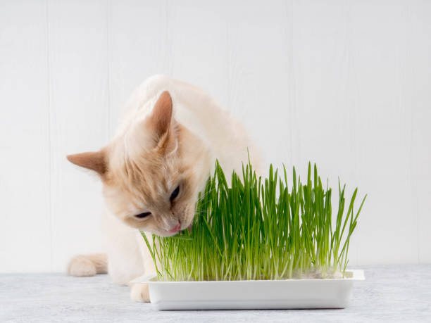Cat is eating fresh green grass. Cat grass, pet grass. Natural hairball treatment, white, red pet cat eating fresh grass, green oats, emotionally, copy space, the concept of the health of Pets, love animals stock photo