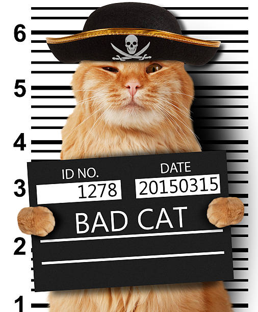 275 Gangster Cat Stock Photos, Pictures & Royalty-Free Images - iStock