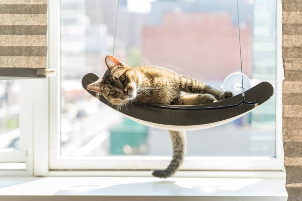 Cat is resting on a pet perch mounted on a window. stock photo