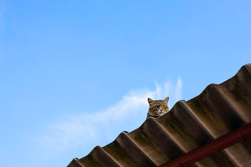 A cat is resting on the roof of the garage on a clear sky day.