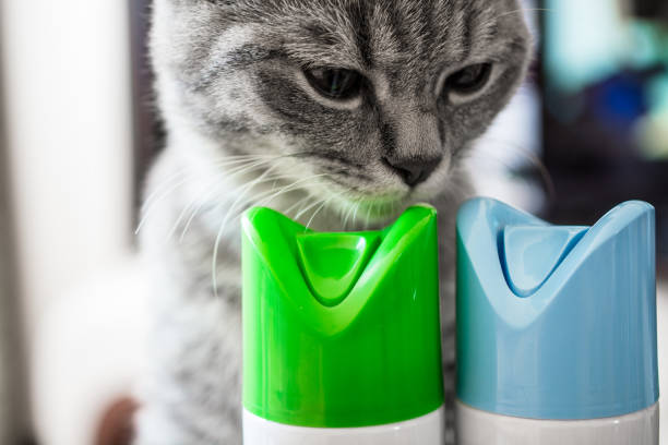 猫は空気清浄のシリンダーをくんくんかぐ。 - 制汗剤 ストックフォトと画像