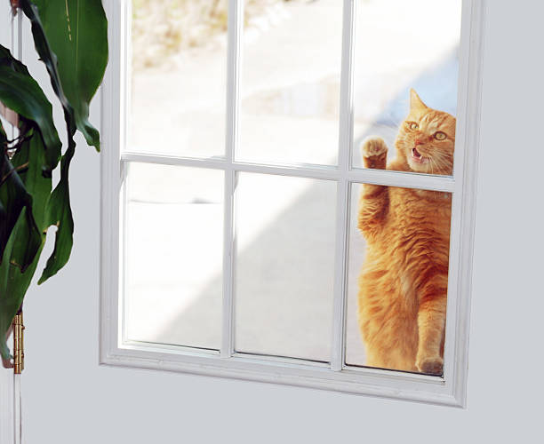 Cat Knocker Cat knocking on window of white door to get inside the house. meowing stock pictures, royalty-free photos & images