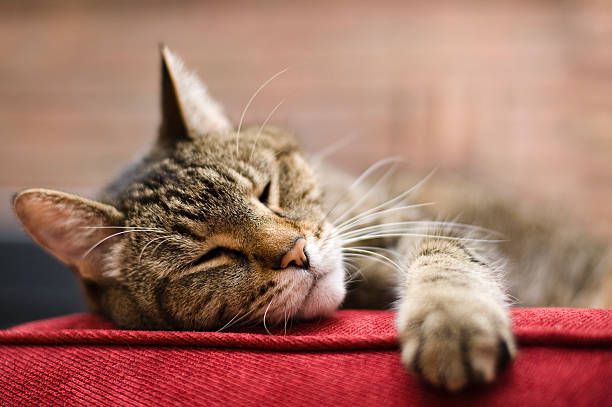 Cat laying on red cushion with eyes closed stock photo