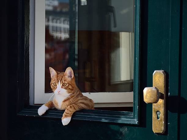 Cat leaning over the green door. stock photo