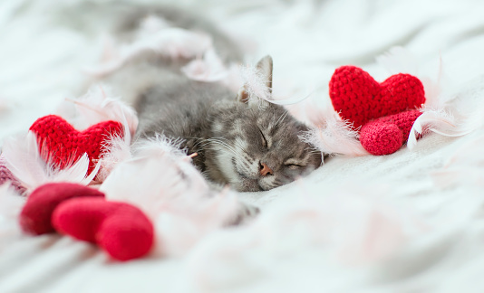 cute cat lies on a white bed and sleeps with his paws outstretched, surrounded by red hearts and feathers