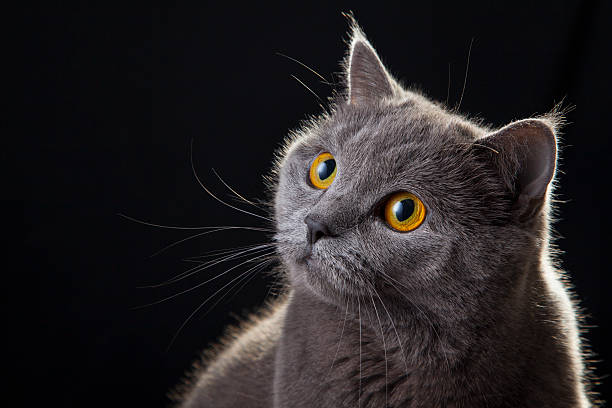 Cat looking portrait stock photo