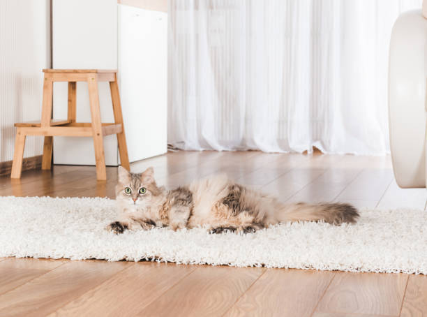 Cat lying on carpet stock photo