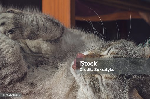 istock Cat lying on one side on the rug licking her paws 1320378330