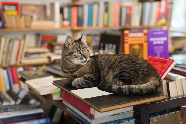 cat lying on the stack of books - book cat imagens e fotografias de stock