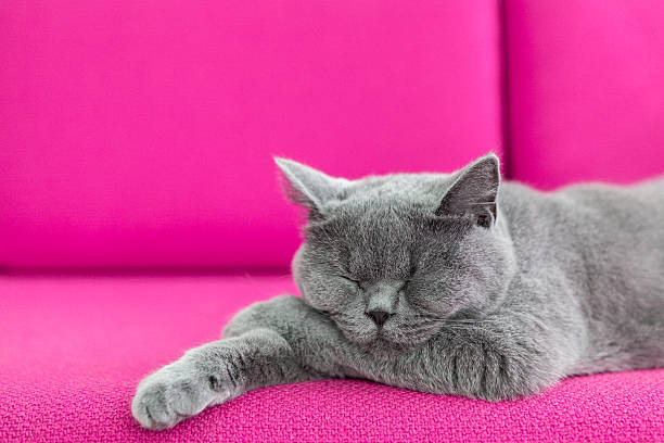 Cat nap stock photo