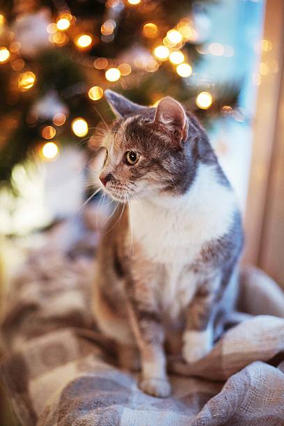 Cat near the Christmas tree with lights and toys stock photo
