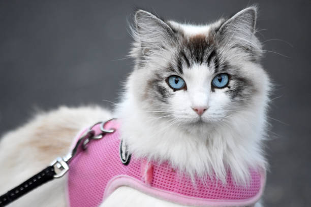 katt på en ledning - cat leash bildbanksfoton och bilder