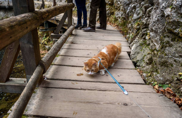 Cat on a leash and harness in nature or mountains Cat on a leash and harness in nature or mountains. Family taking their pet on a hiking or walking outdoor adventure. bobtail squid stock pictures, royalty-free photos & images