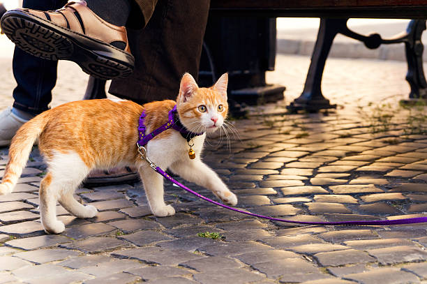 cat on a leash - cat leash bildbanksfoton och bilder