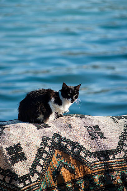 Cat on a turkish rug stock photo