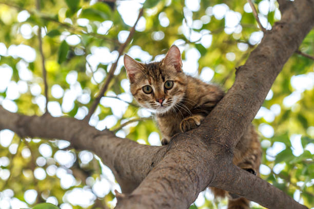 Cat on the tree stock photo