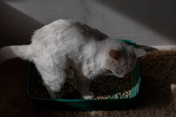 cat overgewicht verstopt ziek probeert te gaan naar de badkamer - huisdier met overgewicht op een schaal, dikke kat stockfoto's en -beelden
