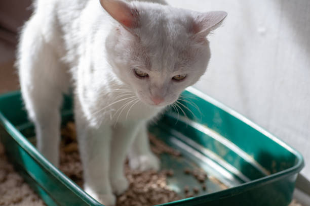 cat overgewicht verstopt ziek probeert te gaan naar de badkamer - huisdier met overgewicht op een schaal, dikke kat stockfoto's en -beelden