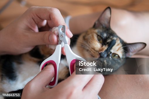 istock Cat owner or veterian is cutting kitten cat's nails as pet care grooming manicure 1148643753