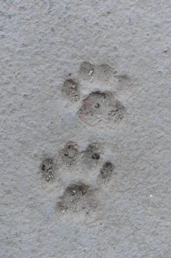 Cat Paw Prints In Concrete Stock Photo - Download Image Now - iStock