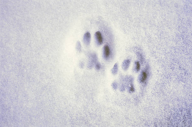 cat paw prints in the the snow - cat snow bildbanksfoton och bilder