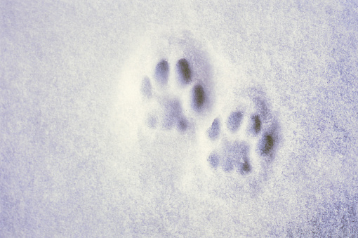 Cat Paw Prints In The The Snow Stock Photo Download Image Now iStock