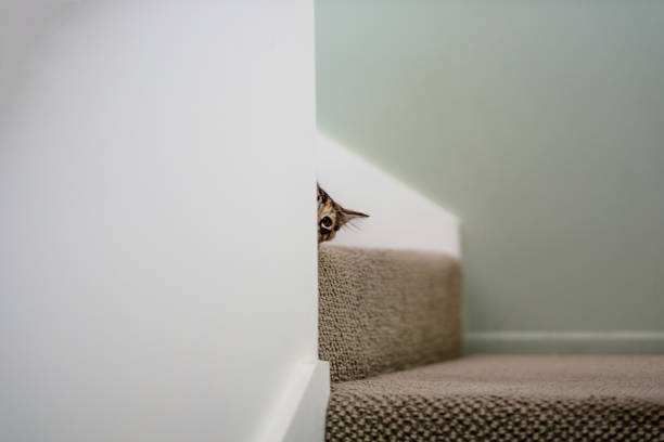Cat Peeking Behind a Wall stock photo