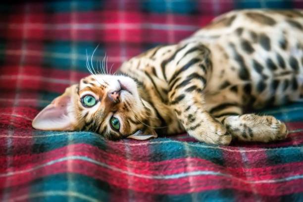 kedi - bengals stok fotoğraflar ve resimler