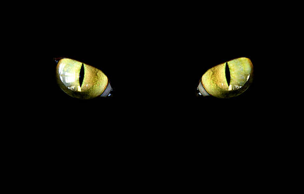 кошка - глаз животного стоковые фото и изображения