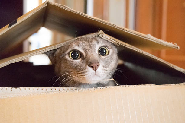 箱の中でブーを覗く猫を遊ぶ - 驚き　猫 ストックフォトと画像
