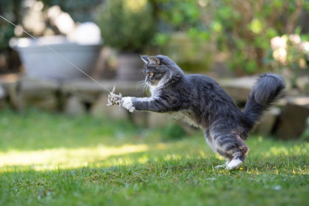 katt spelar - energetic jumping bokeh bildbanksfoton och bilder