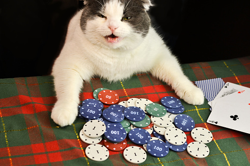 Cat Playing Poker Stock Photo Download Image Now iStock