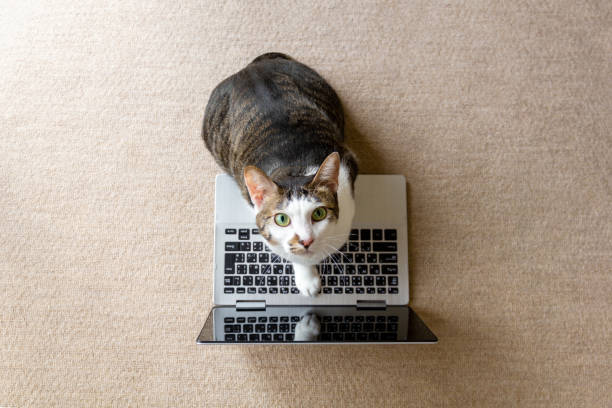 노트북을 가지고 노는 고양이