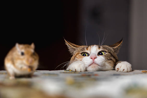 cat playing with little gerbil mouse on thetable - jagende dieren stockfoto's en -beelden