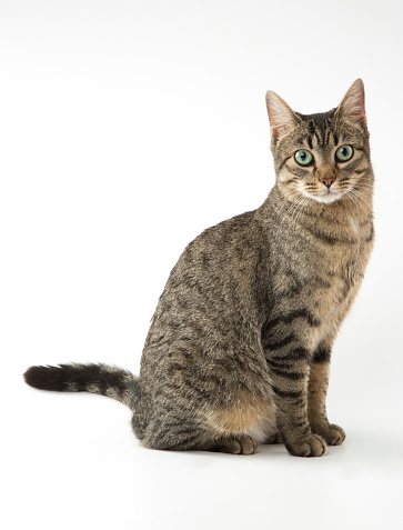 Mixed-breed cat on white background. Studio shot. Copy space. Front view.