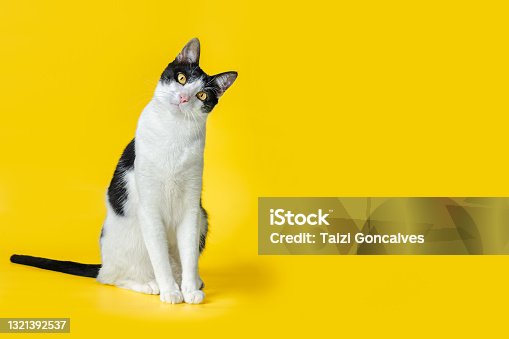 istock Cat Rescued from the Streets 1321392537