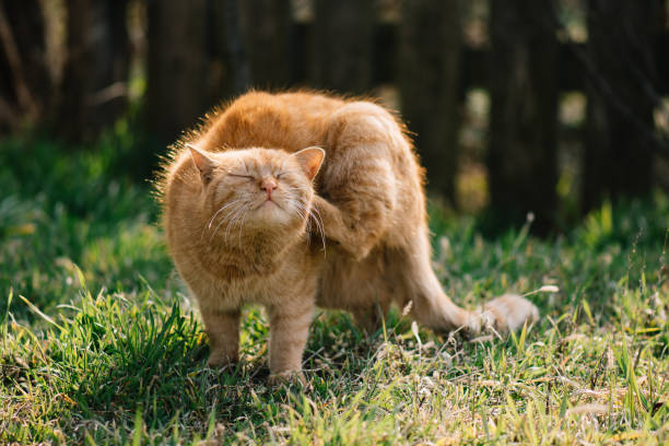 Cat scratching outdoor. Cute red cat. stock photo