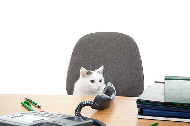cat sit at the desk stock photo