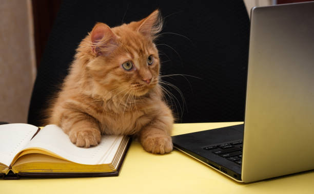 cat sits at a table near the diary and laptop - book cat imagens e fotografias de stock