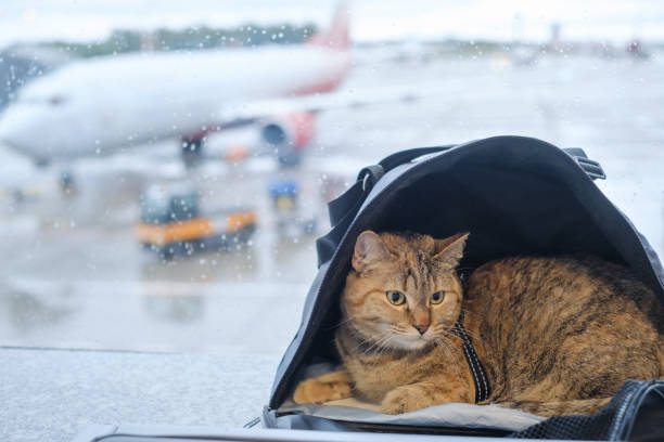 Cat sits in a carrier on a windowsill in an airport. stock photo