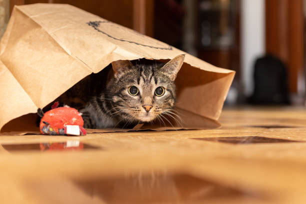 cat sits in a paper bag and looks at us stock photo